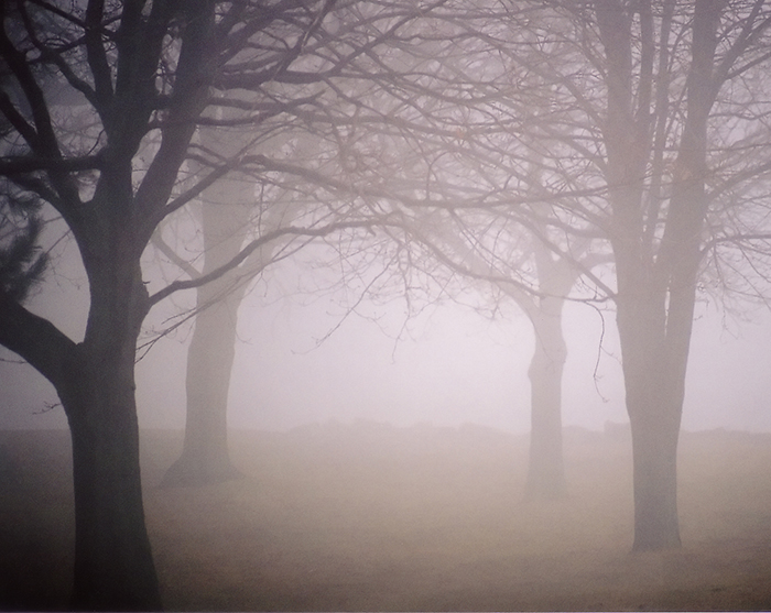 trees in fog