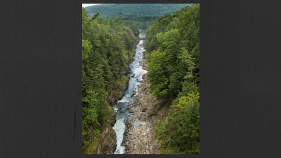 view of a forest and a river